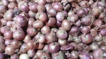 oignon. allium cepa. aussi connu comme le ampoule oignon ou commun oignon. video