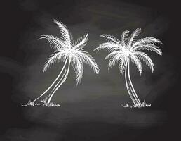 Hand drawn sketch of palm trees. Vintage vector illustration isolated on chalkboard  background. Doodle drawing.