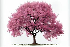 grande rosado Cereza florecer árbol en blanco antecedentes. digital Arte estilo. generativo ai foto