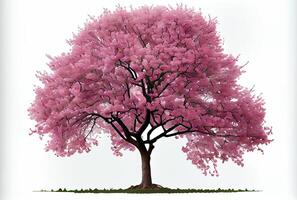 Large pink Cherry Blossom tree on white background. Digital art style. photo