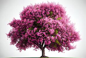 Large pink Cherry Blossom tree on white background. Digital art style. Generative AI photo