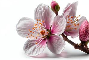 de cerca de blanco Cereza florecer flor en blanco antecedentes. digital Arte. generativo ai foto