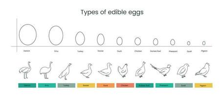 Types of edible bird eggs line icon, vector illustration.