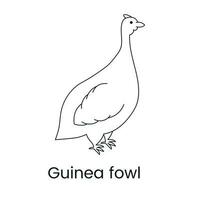 Guinea fowl icon line in vector, illustration of a bird. vector