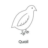 Quail icon linear in vector, illustration of a bird. vector