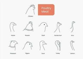 Types of poultry meat Hen and rooster, duck and goose, guinea fowl and quail, emu and pheasant, pigeon and turkey, set of linear icons in vector, bird head illustration. vector