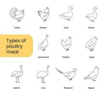 tipos de aves de corral carne, conjunto de lineal íconos en vector, aves ilustración. vector