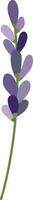 lavender flowers elements. vector
