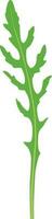 arugula rucola, rocket salad fresh green leaves vector