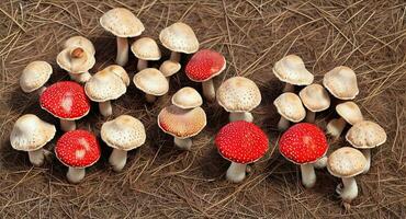 Fly Agaric mushrooms. ai generation photo
