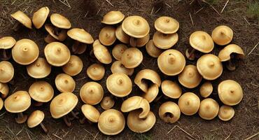 Slippery Jack mushrooms. ai generation photo