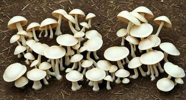 Destroying Angel mushrooms. ai generation photo
