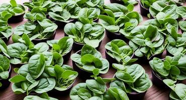 Basil microgreen in the ground. ai generation photo