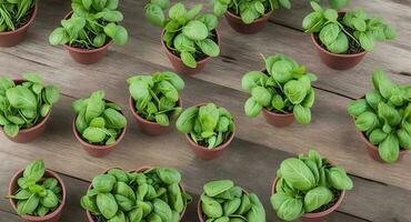 Basil microgreen In plates. ai generation photo