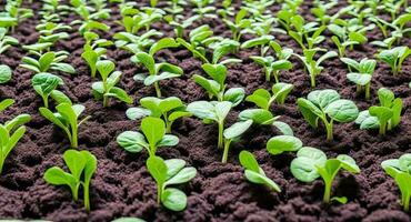 microgreens in the ground. ai generation photo