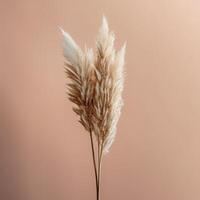 Minimalist background with pampas grass. Illustration photo