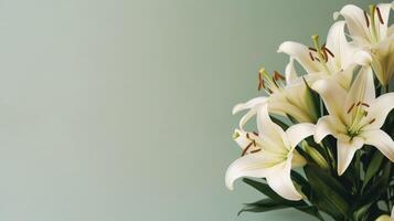 White Lillie flower. Illustration photo