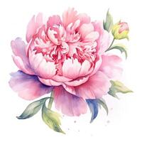 Watercolor beautiful peony flower. Illustration photo