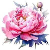 Watercolor beautiful peony flower. Illustration photo