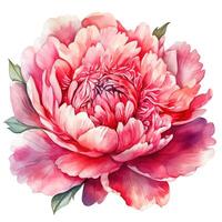 Watercolor beautiful peony flower. Illustration photo