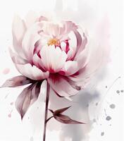 Watercolor beautiful peony flower. Illustration photo