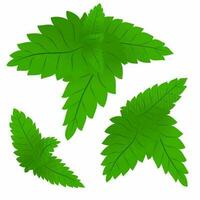 Set of green mint leaves.Vector graphics. vector
