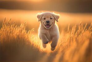 Happy cute puppet Golden Retriever dog running in the meadow on golden sunlight background. photo