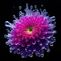 Amazing chrysanthemum with water splash and drops, photo