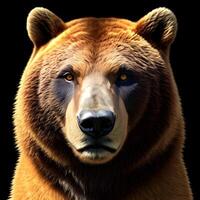 Face of a Bear with a dark background. photo