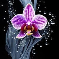 Amazing orchid with water splash and drops, photo