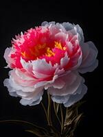 Illustration of a Peony in black background. photo