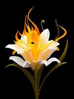 Illustration of a Lily in black background. photo