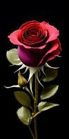 Illustration of a Rose in black background. photo