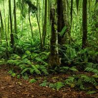 Tropical jungle landscape. photo