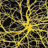 Neuron cell network model. photo