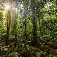 Tropical jungle landscape. photo