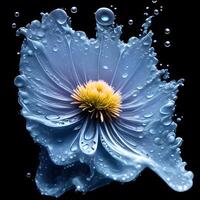 Amazing aster with water splash and drops, photo