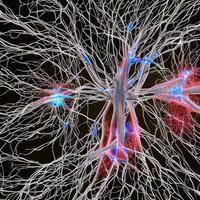 Neuron cell network model. photo