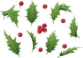 conjunto de Navidad hojas y acebo bayas en un blanco antecedentes. acebo ramas para fiesta decoración. Navidad y nuevo año ilustración. vector