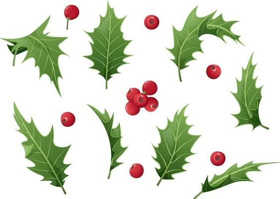 Set of Christmas leaves and holly berries on a white background. Holly branches for holiday decor. Christmas and New Year illustration.