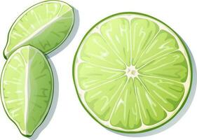 Fresh cut lime isolated on white background. Green citrus fruit. Vector illustration of lime slice