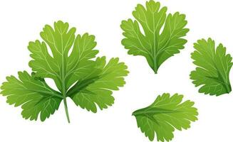 Coriander on a white background. Healthy food. Seasoning and spices. Vector illustration.