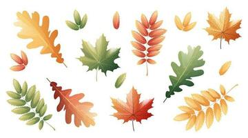 Leaves of rowan, maple, oak on a white background. Set of multicolored autumn leaves. Cartoon vector illustration. Hello autumn, seasonal theme.
