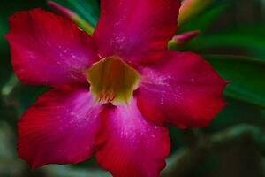 calachuchi or Frangipani flower photo