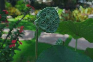 lotus flower pods photo