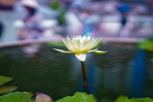 Lotus Flower Bloom photo