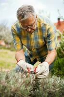 A senior man taking care of his garden photo