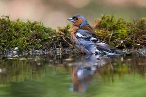 común pinzón, fringilla coelebs foto