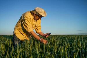 A senior farmer examining a wheat crop photo