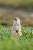 ardilla de tierra europea foto